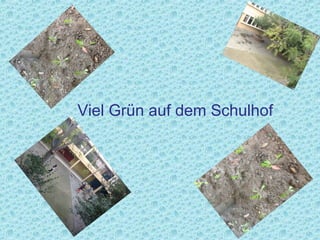 Viel Grün auf dem Schulhof
 