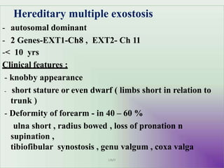Hereditary multiple exostosis
UMY
- autosomal dominant
- 2 Genes-EXT1-Ch8 , EXT2- Ch 11
-< 10 yrs
Clinical features :
- knobby appearance
- short stature or even dwarf ( limbs short in relation to
trunk )
- Deformity of forearm - in 40 – 60 %
ulna short , radius bowed , loss of pronation n
supination ,
tibiofibular synostosis , genu valgum , coxa valga
 