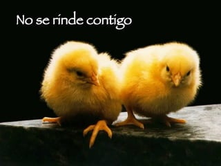 No se rinde contigo