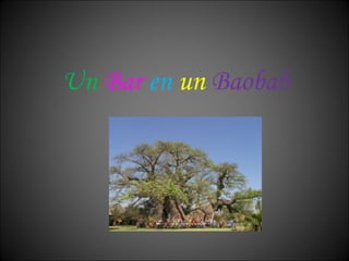 Un   Bar   en   un   Baobab 