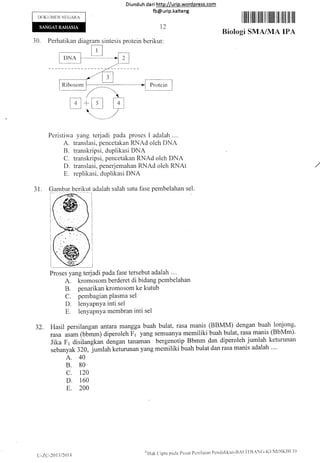DOKUMEN NI.,GARA
Diund uh da ri http://urip.word press.com
fb@urip.kalteng
lllil lillilr Iilil il ilffiil ilil ilfi ilil ffir
Biologi SMA/MA IPA
30. Perhatikan diagram sintesis protein berikut:
Prote in
Peristiwa yang terjadi pada proses I adalah....
A. translasi, pencetakan RNAd oleh DNA
B. transkripsi, duplikasi DNA
C. transkripsi, pencetakan RNAd oleh DNA
D. translasi, penerjemahan RNAd oleh RNAI ,/
E. replikasi, duplikasi DNA
adalah salah satu fase pembelahan sel.
Proses yang terjadi pada fase tersebut adalah ...
A. kromosom berderet di bidang pembelahan
B. penarikan kromosom ke kutub
C. pembagian Plasma sel
D. lenYaPnYa inti sel
E. lenYaPnYa membran inti sel
32. Hasil persilangan antara mangga buah bulat, rasa manis (BBMM) dengan buah lonjong,
rasa asam @bLm) diperoleh Fi yang semuanya memiliki buah bulat, rasa manis (BbMm).
Jika Fr disilangkan dengan tanaman bergenotip Bbmm dan diperoleh jumlah keturunan
sebanyak 311,lumlah keturunan yang memiliki buah bulat dan rasa manis adalah ....
A. 40
B. 80
c. 120
D. 160
E. 200
t2
31.
tir4
L)-2L'-.-20l l/201 -l
e'Flak
Cipta pada f)ttsat Pcnilaian Pcndidikan-l]rl
 