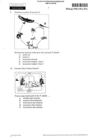 Diunduh da ri http://urip.word press.com
fb@urip.kalteng
DOKUMtTN NEGARA
lllill lililil llil ill ilililr ilil illfi iil ilt
Biologi SMA/MA IPA
9. Perhatikan gambar di bawah ini!
Berdasarkan jejaring
A. detritivor
B. herbivor
C. konsumen
D. konsumen
E. konsumen
makanan di atas, peranan X
puncak
tingkat 1 dan 2
tingkat 2 dan 3
10. Cermati siklus karbon berikut!
adalah ...
Proses yang terjadi pada X dan Y adalah
A. oksidasi dan respirasi
B. respirasi dan transpirasi
C. fotosintesis dan respirasi
D. transpirasi dan respirasi
E. fotosintesis dan oksidasi
u-zc-201312014
3
n'Hak
Cipta parla Pusat Pcni laian Pcndid ikan-t];t,lTR AN C -Kijlvl DIK B Ut)
 