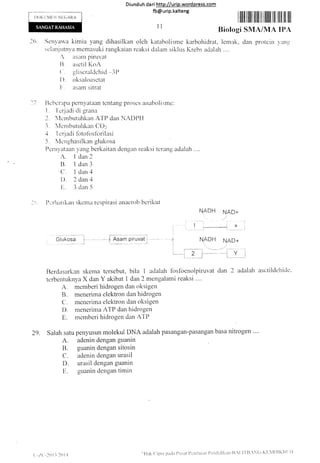 Diunduh da ri http://urip.word press.com
fb@urip.kalteng
Iti Senvavu'tl kimia yang clihasilkan oleh katabolisme karbohidrat, lemak, dern protein )'an!l
sclanjtituyit nremasllki rangkaian reaksi dalrim siklus Krebs adalah ....
,. aslrrn pinivat
I]. asetil KoA
t . gliscraldchirl *3[)
i) oksaloasctat
[' Asern sitrat
f7
Ilchcrapa pernyataan tentang proses zrrtabolisnle:
1" I'criadi cii grana
2. {errnbuttrhkan ATP dan NADPI I
i. l,,lcrnLrutriirkan CO:
4 1 crjadi fbtofbstbrilasi
5 " I'lcnghasilkan glukosa
Pcrui'ntaar"] yrlng berkaitan dengan reaksi tc'rang adalah
A. I dan2
B. 1 dan3
Cl 1 dan zl
I)" 2 clan 4
l'. .l drn 5
Ptriratrkan skctna rcspirasi anaerob berilir-rt
NADH NAD+
i ' i t-------., ---l
l'-.-l
cr-1c; j - [qs:l nli;*1 1 NaDH NAD+
:
;-l-; L---: I y i
--l :-) L - --l
llerdasarkan skenta tersebut, bila i ailalah fostoertolpiruvat dan 2 adalah trsctilclchitlc.
terbentuknya X dan Y akibat 1 dan 2 mengalami reaksi ....
A. memberi hidrogen dan rlksigen
B. meneritna elektron dan hidrogen
C. menerima elektron dan oksigen
I). menerima ATP dan hidrogen
E. rnemberi hidrogen clan Al'P
29. Salah satu penyusun molekul DNA adalah pasangan-pasangan basa nitrogen ...'
A. adenin dengan guanin
B. guanin dengan sitosin
C. adenin dengan urasil
D. urasil dengan guanin
f1. guanin clengan timin
l1
I lllIilllill 1ilil lil illlllt lil iltit illr ffit
Biologi SMA/MA IPA
t -,,,('-l( iI 201 I
'''l,tak <liptir parlr [)rrslrl ])t:trilairrn I'cnclidiiirul-l].i.llB.N(;-KI,11)lKltt I)
 