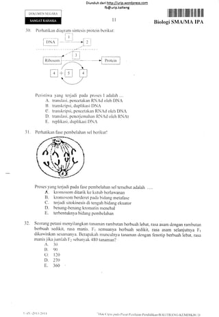 DOKUMEN NIJCARA
Diund uh da ri http://urip.word press.com
fb@urip.kalteng
1l
bcrikr"rt.
I ililltillt lllll lll lllilll llll illll llll llll
Biologi SMA/IUA IPA
30 Pcrhatikan diagram sintesis protcin
T-- I
I rir'in l - t] -l --{ , l
L__ _j
_--L__.
3r.
-'7---1,/ill
t1l
L-__l
-{'il, I
Peristiw,a yang terjadi pada proses I adalah ....
A. translasi" pencetakan RNAd oleh DNA
B. transkripsi, duplikasi DNA
Cl. transkripsi, pencetakan I{NAd oleh DNA
D. translarsi, penerjenrahan ItNAd oleh ItNAt
E. replikasi. duplikasi DNA
Perhatikan fase pernbelahan sel bcrikut !
Proses yang terjadi pada fase pembelahan sel tersebut adalah
A. kromosom ditarik ke kutub berlawanan
B. kromosorn berderet pada bidang metafase
C. terjadi sitokinesis di tengah bidang ekuator
D. benang-benang kromatin nrenebal
E. terbentuknyabidangpernbelahan
32. Seorang petani rnenyilangkan tanatnan rambutan trerbuah lebat, rasa asaln ciengart rambutan
berbuah sedikit, rasa matris. I'-1 semuanya berbuah sedikit, rasa asam selanjutnya Irl
dikawinkan sesalllanya. Berapakah munculnya tanarnan dengan fcnotip berbuah iebat, rasa
manis.yika.iumlah F2 sebanl,ak 480 tanaman?
A. 30
B. 90
G. 120
D. 270
E. 360
u
l,-1.( -20l-J,l(l l,l I l ak (' ipLa pada I'rrsar l'on i lirian l'cnclid ikau-llAt. lT-llAN (j-KLivlDl K Il L, t )
 