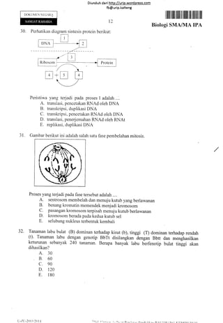 DOKUMEN NECARA
30. Perhatikan diagram sintesis protein
Diund uh da ri http://urip.word press.com
fb@urip.kalteng
t2
berikut:
I ffiililffiil lilil ill il]lilt llil lilfl til llil
Biologi SMA/MA IPA
31. Gambar berikut ini adalah salah satu fase pembelahan mitosis.
Proses yang terjadi pada fase tersebut adalah ....
A- sentrosom membelah dan menuju kutub yang berlawanan
B. benang kromatin memendek menjadi kromosom
C. pasangan kromosom terpisah menuju kutub berlawanan
D. kromosom berada pada kedua kutub sel
E. selubung nukleus terbentuk kembali
32. Tanaman labu bulat (B) dominan terhadap kisut (b), tinggi (T) dominan terhadap rendah
(t). Tanaman labu dengan genotip BbTt disilangkun
-d.rrgu,
Bbtt dan rn.rrghusilkan
keturunan sebanyak 240 tanaman. Berapa banyik labu berfenotip bulat tinggi akan
dihasilkan?
A. 30
B. 60
c. 90
D. 12A
E. 180
tr+E
Peristiwa yang terjadi pada proses 1 adalah ....
A. translasi, pencetakan RNAd oleh DNA
B. transkripsi, duplikasi DNA
C. transkripsi, pencetakan RNAd oleh DNA
D. translasi, penerjemahan RNAd oleh RNAt
E. replikasi, duplikasi DNA
 