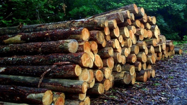 logging