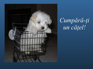 Cump ă r ă - ţ i un c ăţel ! 