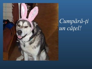 Cump ă r ă - ţ i un c ăţel ! 