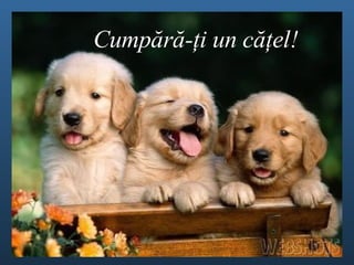 Cump ă r ă - ţ i un c ăţel ! 