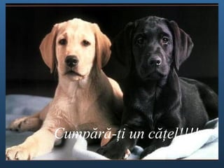Cump ă r ă - ţ i un c ăţel ! !!! 