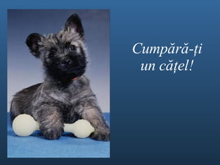 Cump ă r ă - ţ i un c ăţel ! 