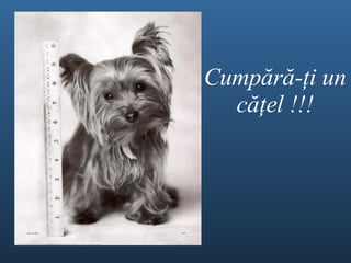 Cump ă r ă - ţ i un c ăţel !!! 