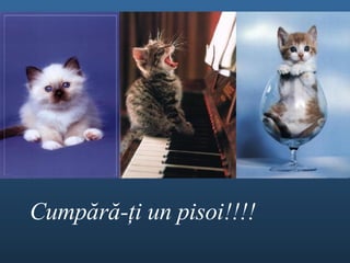 Cump ă r ă - ţ i un  pisoi!!!! 