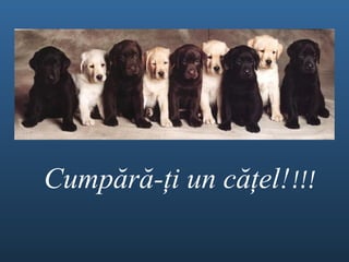 Cump ă r ă - ţ i un c ăţel ! !!! 