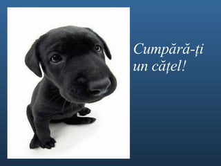 Cump ă r ă - ţ i un c ăţel ! 