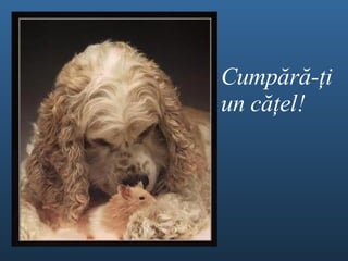 Cump ă r ă - ţ i un c ăţel ! 