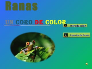 Ranas Un   Coro   de   Color Especies de Ranas Introducción 