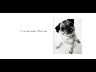 Y en la oficina te están volviendo loco. 