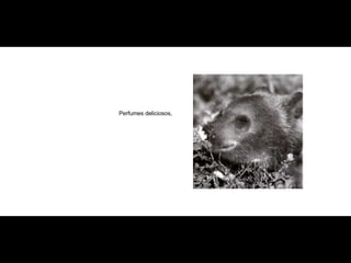 Perfumes deliciosos, 