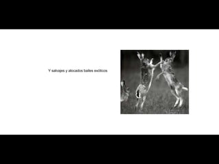 Y salvajes y alocados bailes exóticos 