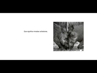Que significa miradas soñadoras, 