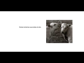 Dulces tonterías susurradas al oido, 