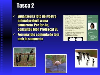 Tasca 2   Enganxeu la foto del vostre animal preferit a una samarreta. Per fer-ho, consulteu blog Profescat SL Feu una foto conjunta de tots amb la samarreta 