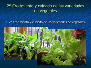 2º Crecimiento y cuidado de las variedades de vegetales 2º Crecimiento y cuidado de las variedades de vegetales 