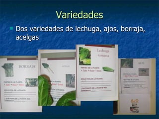 Variedades Dos variedades de lechuga, ajos, borraja, acelgas  