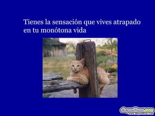 Tienes la sensación que vives atrapado
en tu monótona vida
 