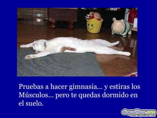 Pruebas a hacer gimnasia… y estiras los
Músculos… pero te quedas dormido en
el suelo.
 