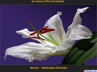 Un mazzo di fiori di amicizia

Musica: Nightengale Serenade

 