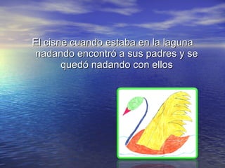 El cisne cuando estaba en la laguna nadando encontró a sus padres y se quedó nadando con ellos 