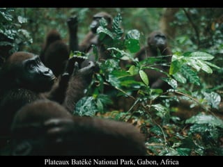 Plateaux Batéké National Park, Gabon, Africa 
