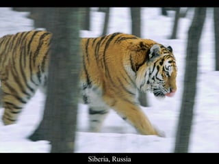 Siberia, Russia 