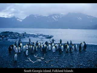 South Georgia island, Falkland Islands 