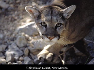 Chihuahuan Desert, New Mexico 