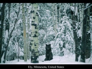 Ely, Minnesota, United States 