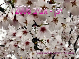 יפן - אביב 2006 צולם ע&quot;י חניתה ואלכס לוצקי 
