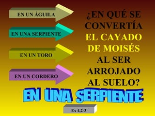 ¿EN QUÉ SE CONVERTÍA  EL CAYADO DE MOISÉS  AL SER ARROJADO AL SUELO? EN UN ÁGUILA EN UNA SERPIENTE EN UN TORO EN UN CORDERO EN  UNA  SERPIENTE Ex 4,2-3 