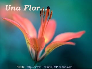 Una Flor…
Visita: http://www.RenuevoDePlenitud.com
 