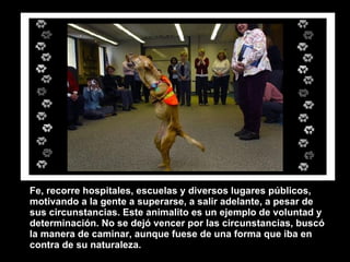 Fe, recorre hospitales, escuelas y diversos lugares públicos, motivando a la gente a superarse, a salir adelante, a pesar de sus circunstancias. Este animalito es un ejemplo de voluntad y determinación. No se dejó vencer por las circunstancias, buscó la manera de caminar, aunque fuese de una forma que iba en contra de su naturaleza.   