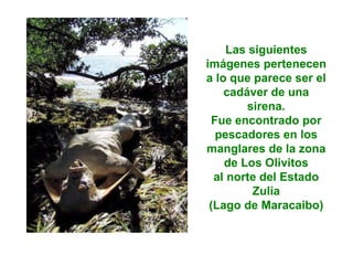 Las siguientes imágenes pertenecen a lo que parece ser el cadáver de una sirena. Fue encontrado por pescadores en los manglares de la zona de Los Olivitos al norte del Estado Zulia (Lago de Maracaibo) 