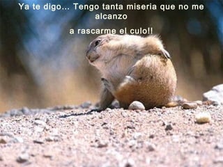 Ya te digo… Tengo tanta miseria que no me alcanzo a rascarme el culo!! 