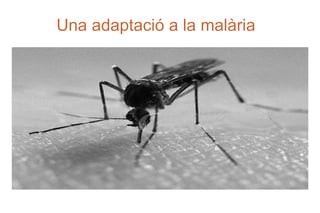 Una adaptació a la malària 