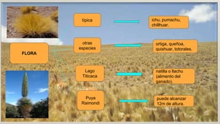 FLORA
tìpica
otras
especies
Lago
Titicaca
Puya
Raimondi
ichu, pumachu,
chillhuar.
ortiga, queñoa,
quishuar, totorales.
natilla o llachu
(alimento del
ganado).
puede alcanzar
12m de altura.
 