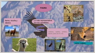 FAUNA
Lo màs representativa
son los camèlidos.
llama, vicuña y
alpaca.
roedores, reptiles, anfibios,
saurios, peces de río, etc.
zorro culpeo
 