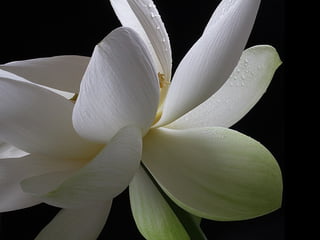 Una blancasinfoniabs