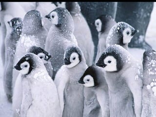 Una blancasinfoniabs