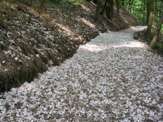 Una blancasinfoniabs